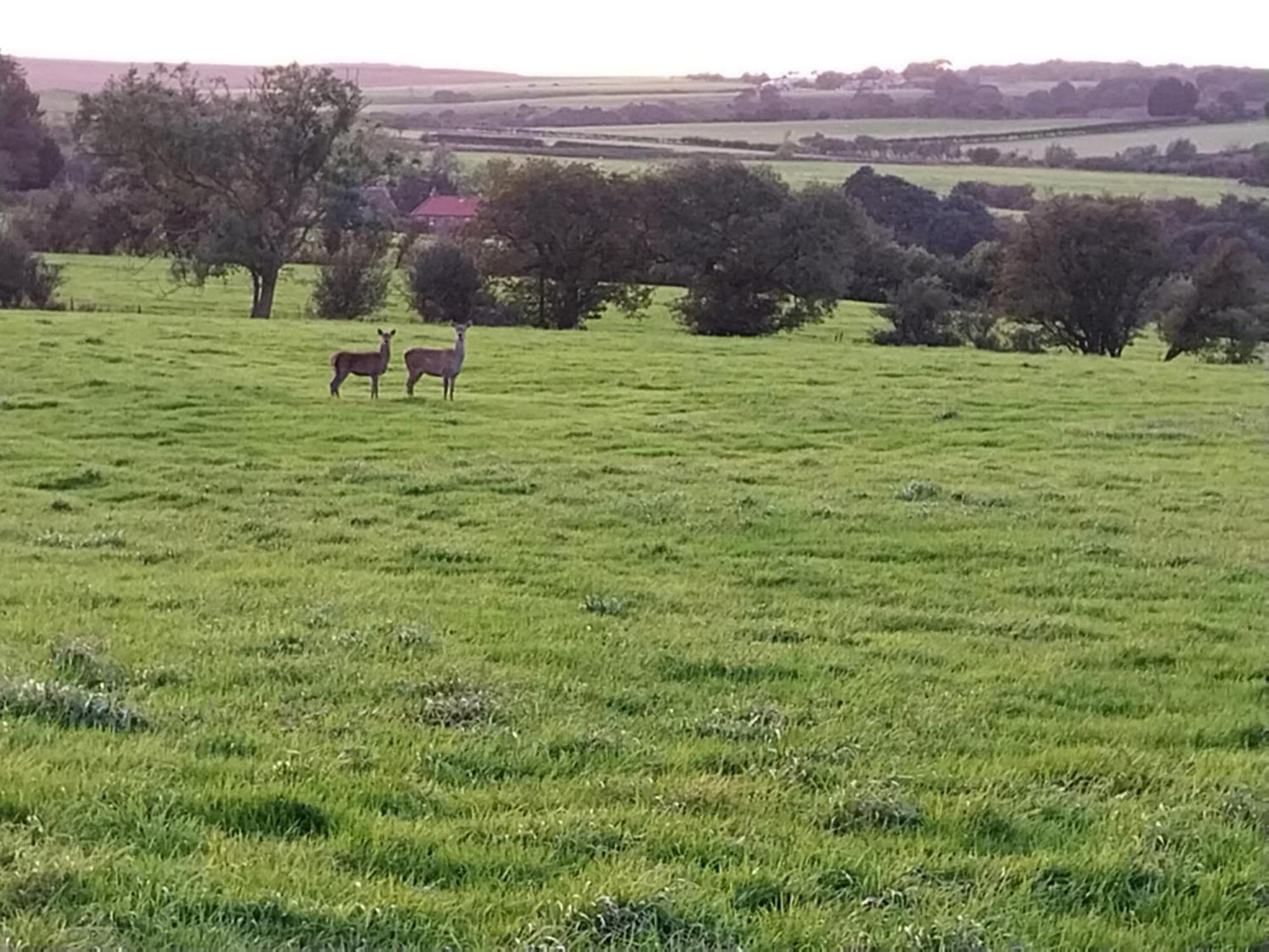 Meadowbeck Holiday Cottages Whitby Eksteriør billede